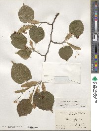 Tilia platyphyllos image