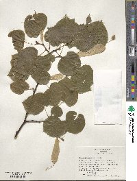 Tilia platyphyllos image