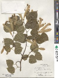 Tilia platyphyllos image