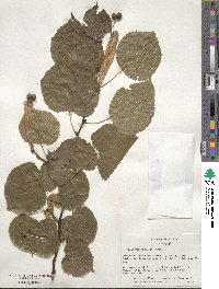 Tilia platyphyllos image