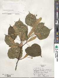 Tilia platyphyllos image