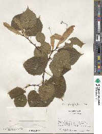 Tilia platyphyllos image