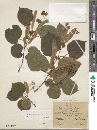 Tilia platyphyllos image