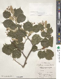 Tilia platyphyllos image