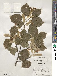 Tilia platyphyllos image