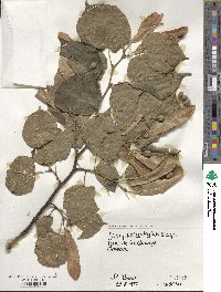 Tilia platyphyllos image