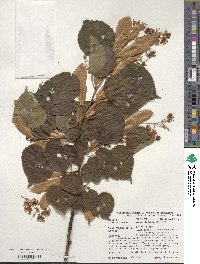 Tilia platyphyllos image