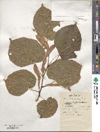 Tilia platyphyllos image