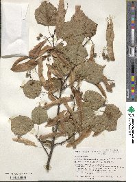 Tilia platyphyllos image