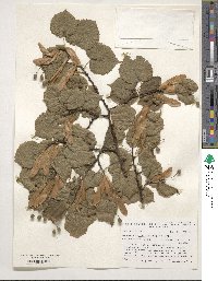 Tilia platyphyllos image