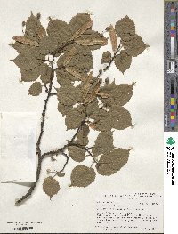 Tilia platyphyllos image