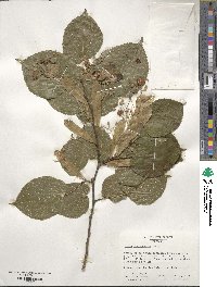 Tilia platyphyllos image