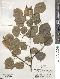 Tilia platyphyllos image