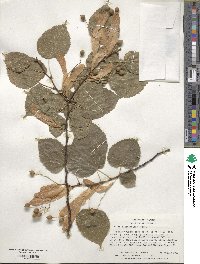 Tilia platyphyllos image