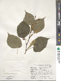 Tilia platyphyllos image