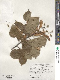 Tilia platyphyllos image