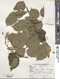 Tilia platyphyllos image