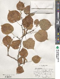 Tilia platyphyllos image