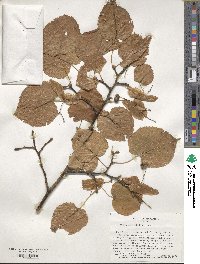 Tilia platyphyllos image