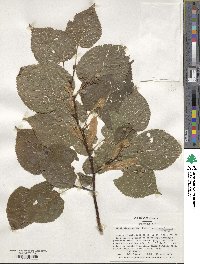 Tilia platyphyllos image