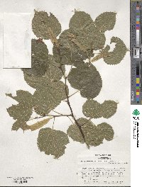 Tilia platyphyllos image