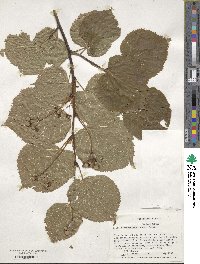 Tilia platyphyllos image