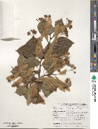 Tilia platyphyllos image