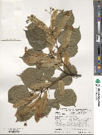 Tilia platyphyllos image