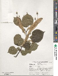 Tilia platyphyllos image