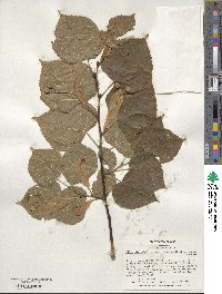 Tilia platyphyllos image