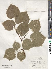 Tilia platyphyllos image