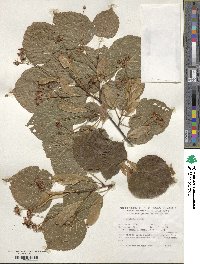 Tilia platyphyllos image