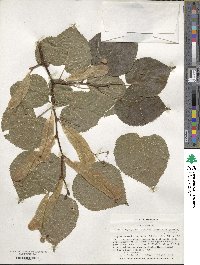 Tilia platyphyllos image