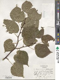 Tilia platyphyllos image