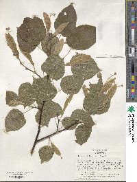 Tilia platyphyllos image