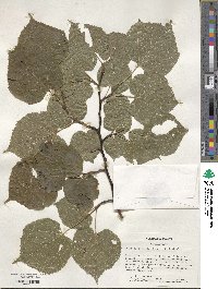 Tilia platyphyllos image