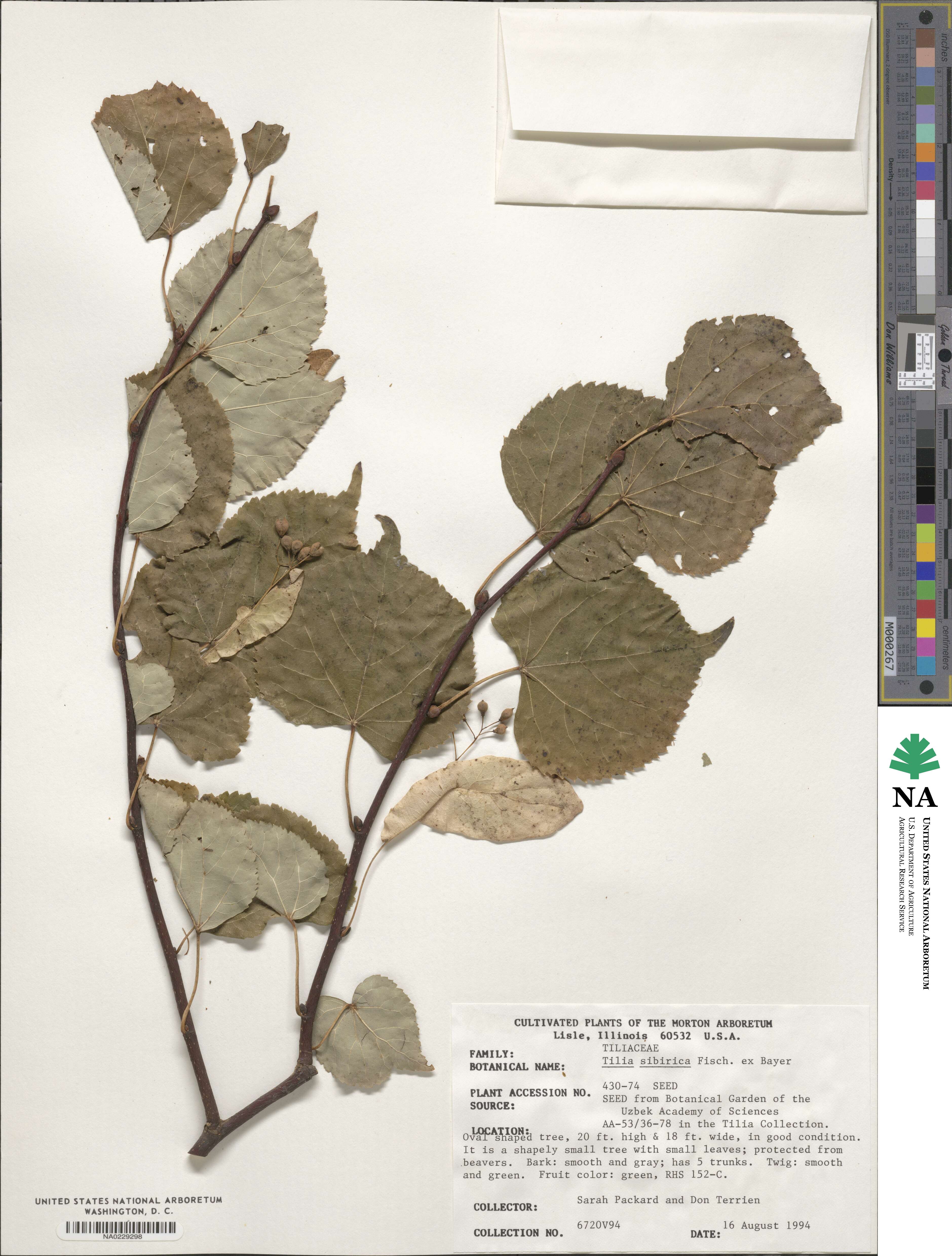 Tilia amurensis image