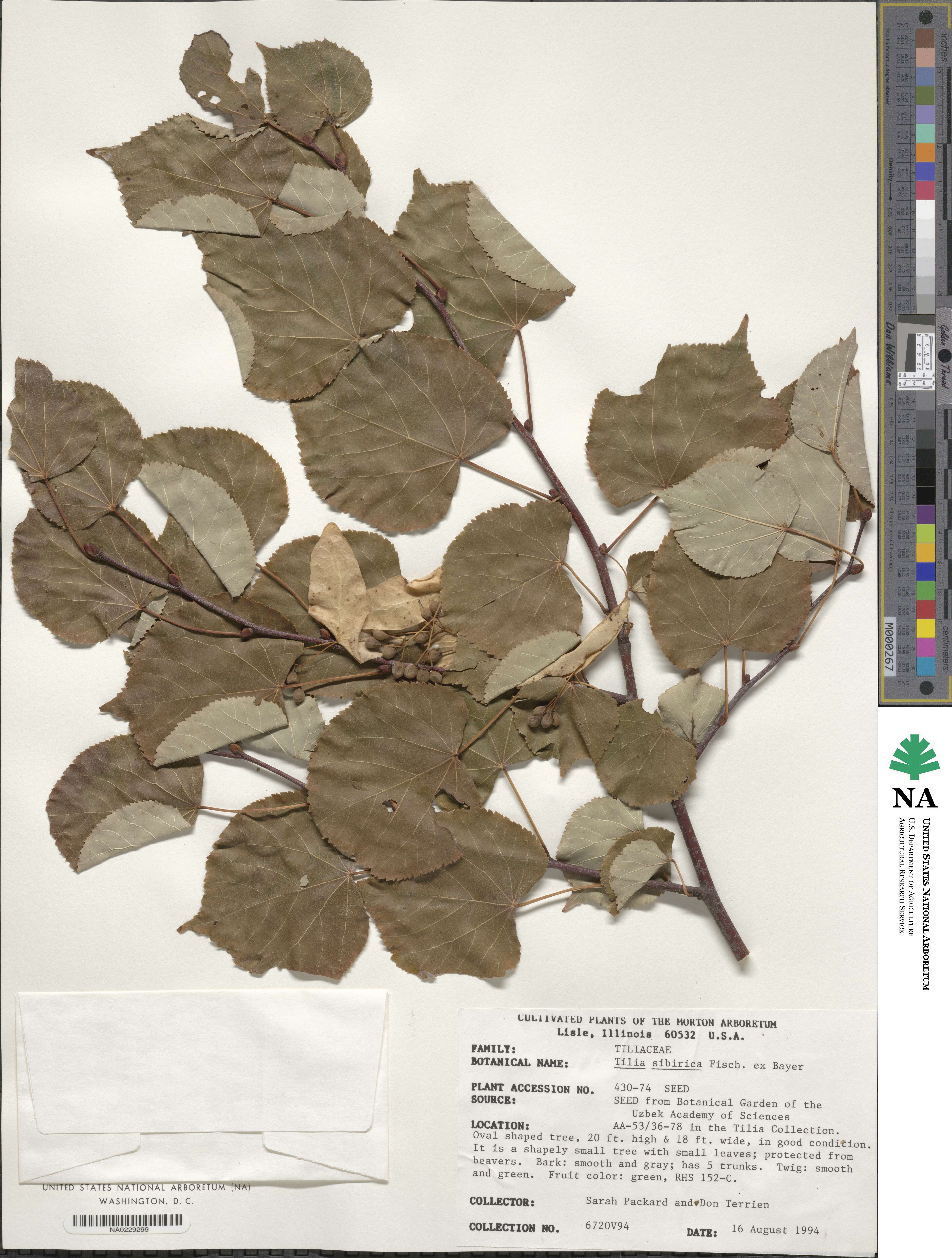 Tilia amurensis var. sibirica image
