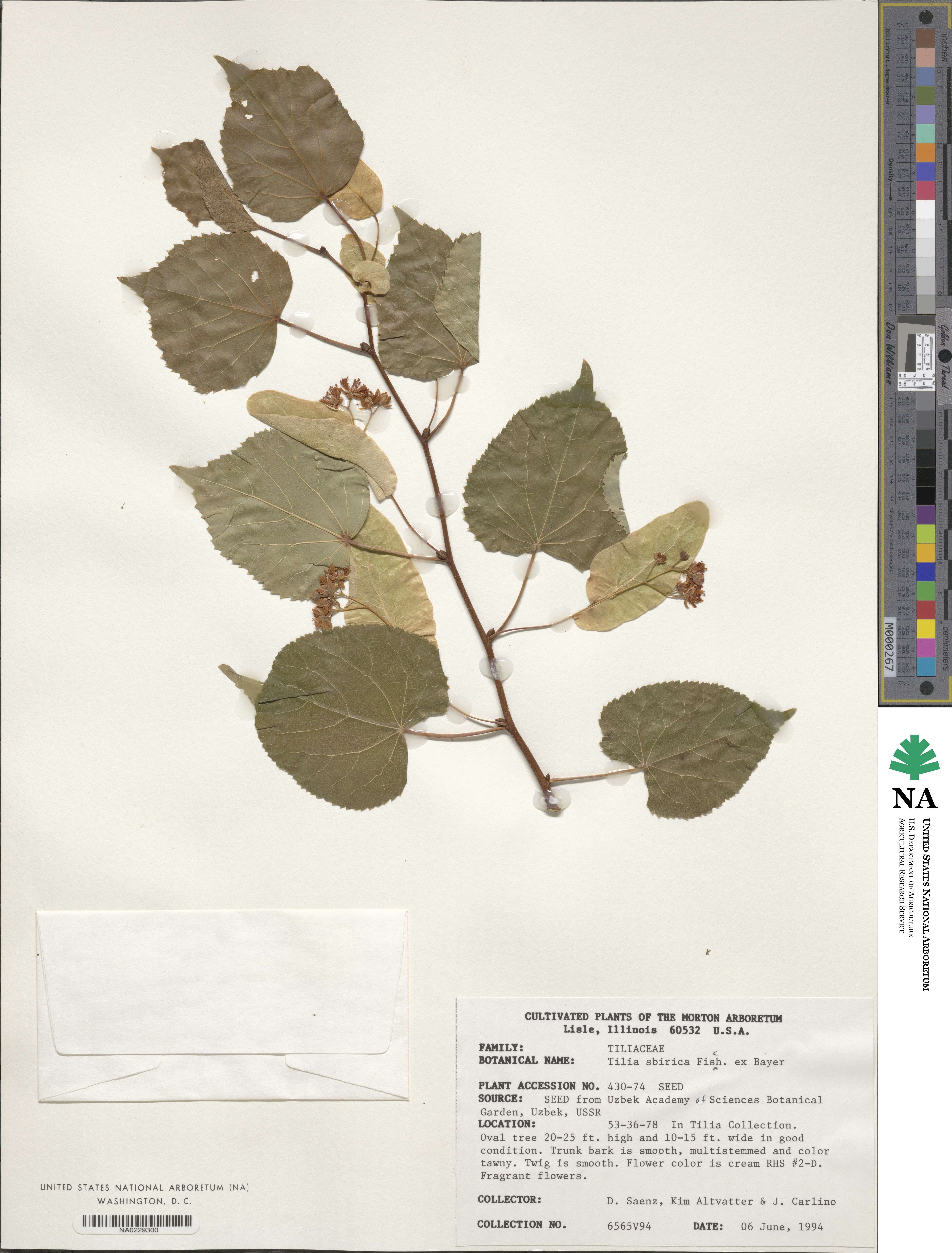 Tilia amurensis var. sibirica image