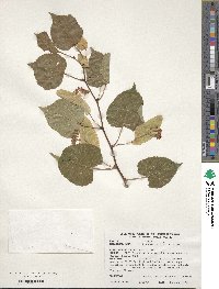 Tilia amurensis var. sibirica image