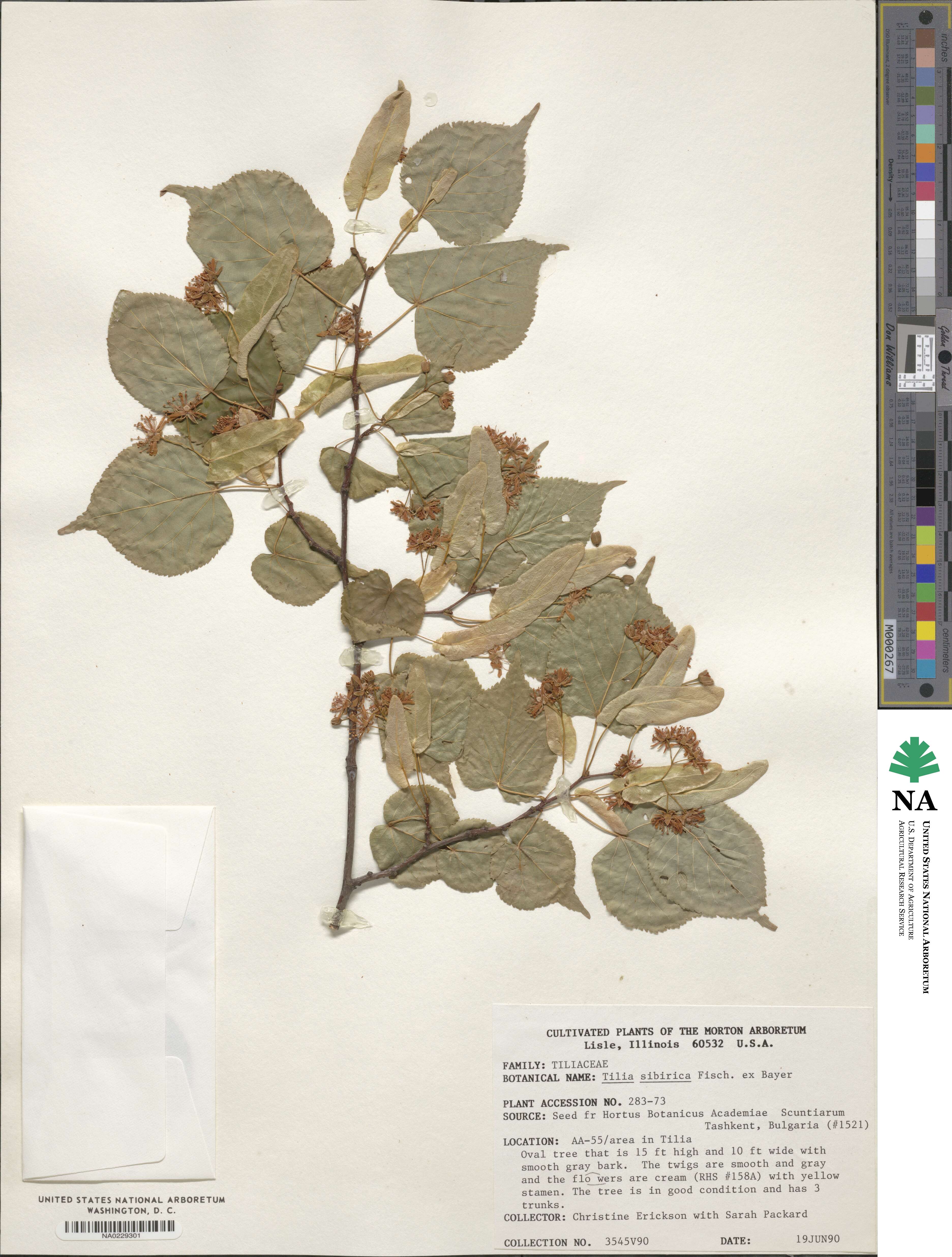 Tilia amurensis var. sibirica image