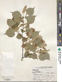 Tilia amurensis image