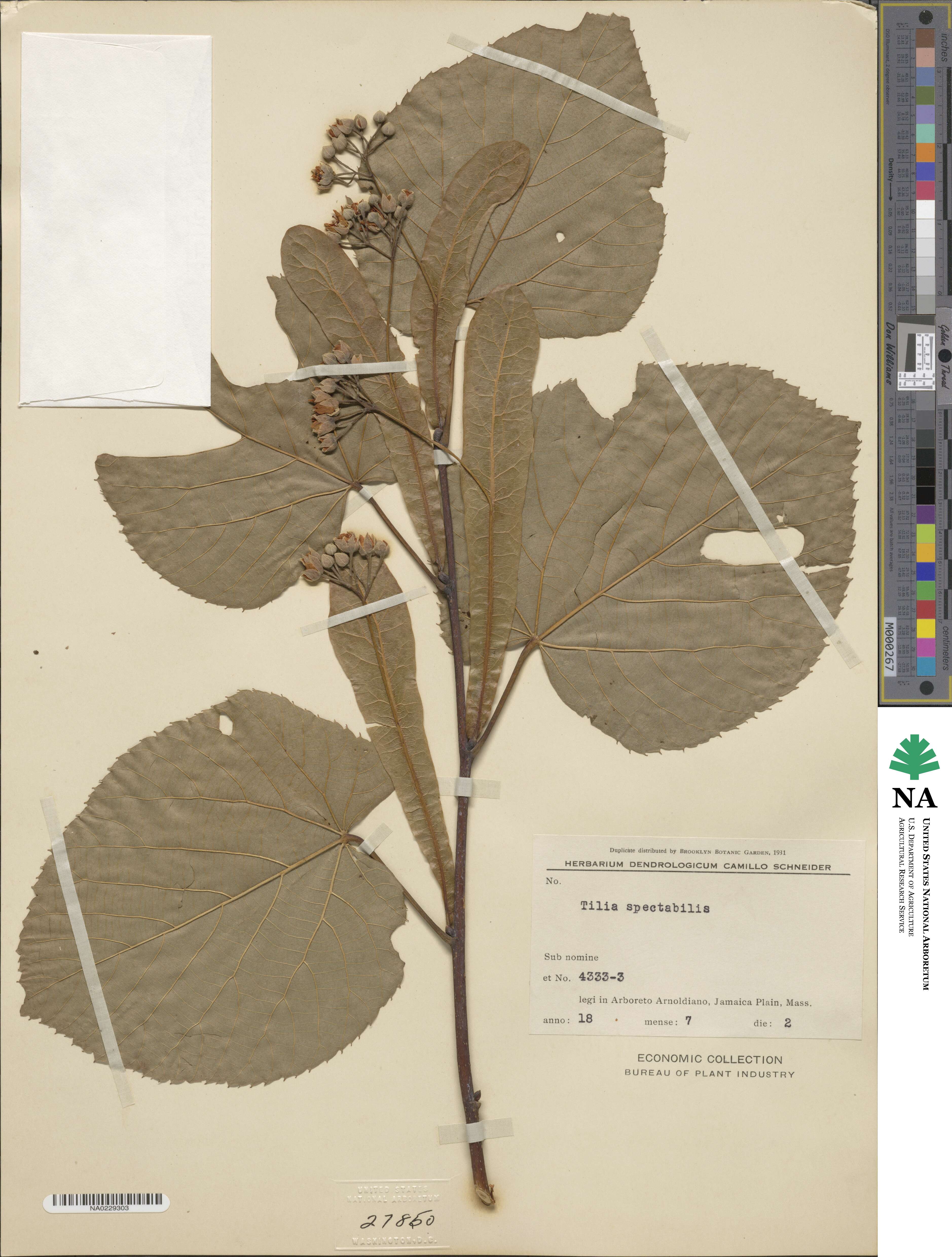 Tilia platyphyllos subsp. platyphyllos image