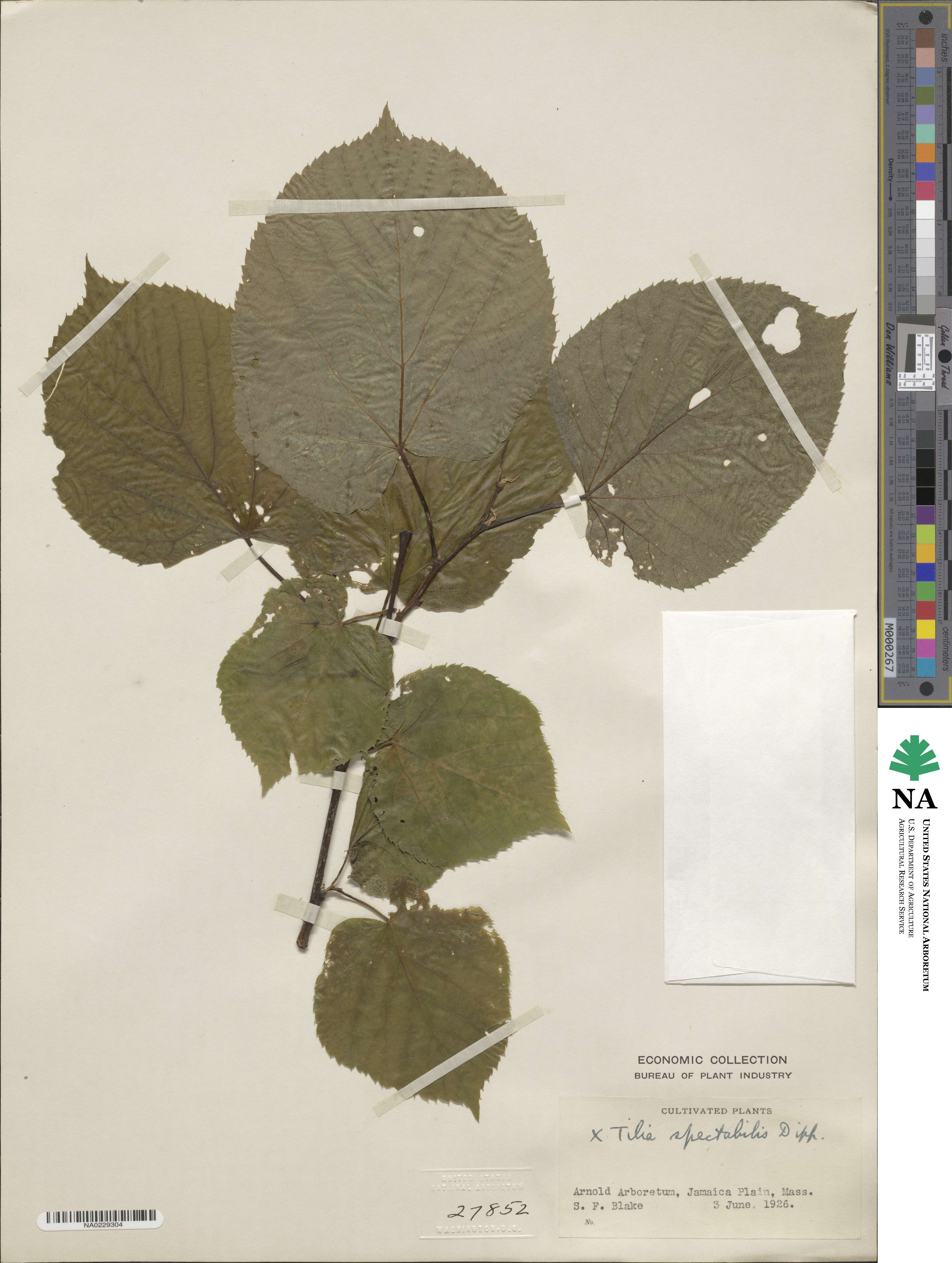 Tilia platyphyllos subsp. platyphyllos image