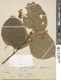 Tilia americana image