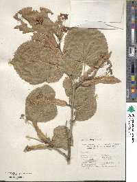 Tilia americana image