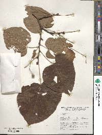 Tilia americana image