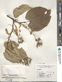 Tilia americana image