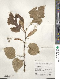 Tilia americana image