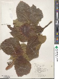 Tilia americana image